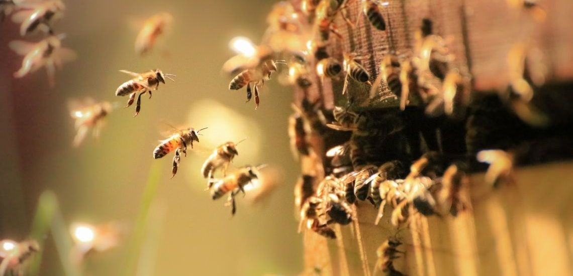 Le AIL SA mettono a disposizione i loro terreni agli apicoltori ticinesi